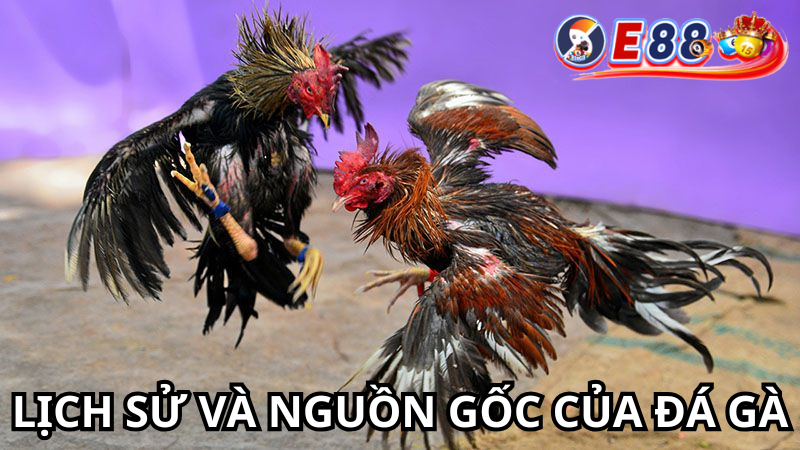 Lịch sử và nguồn gốc của đá gà