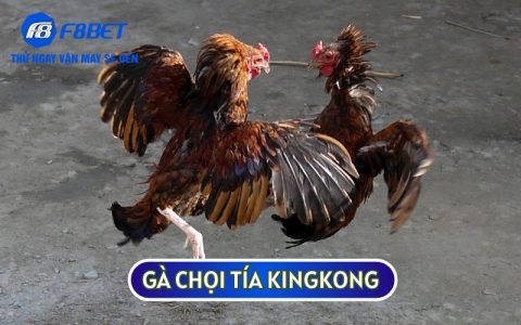 Gà Chọi Tía KingKong: Hùng Kê Bất Khả Chiến Bại Của Việt Nam